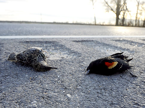 Dead birds in Arkansas