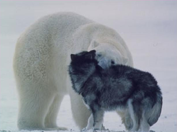 Polar Bear: I come in Peace