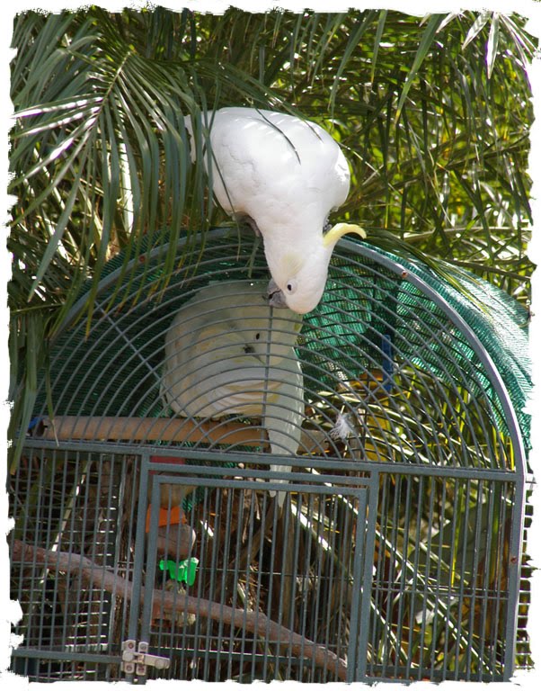 Love Birds