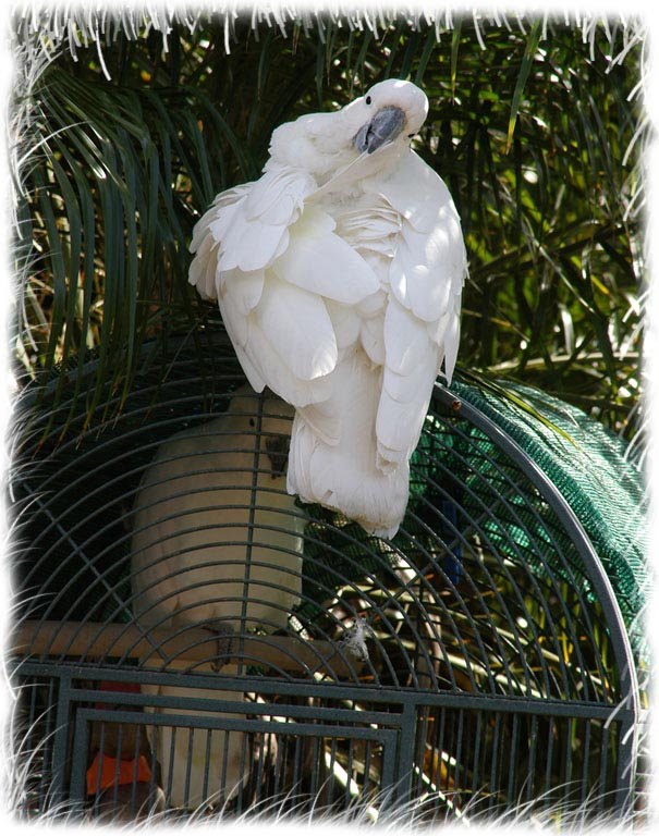 Love Birds