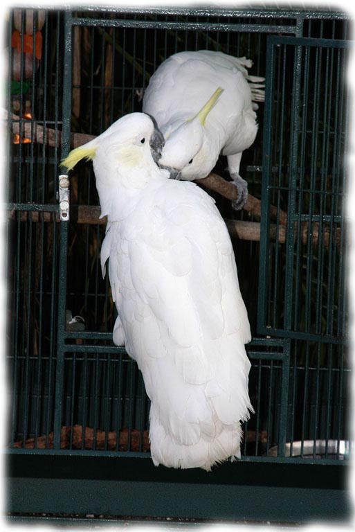 Love Birds
