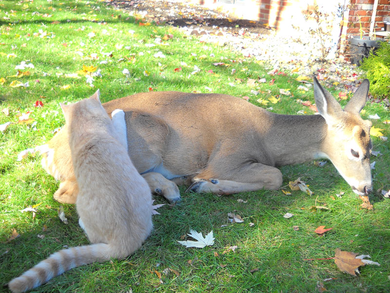 Oh, Deer!