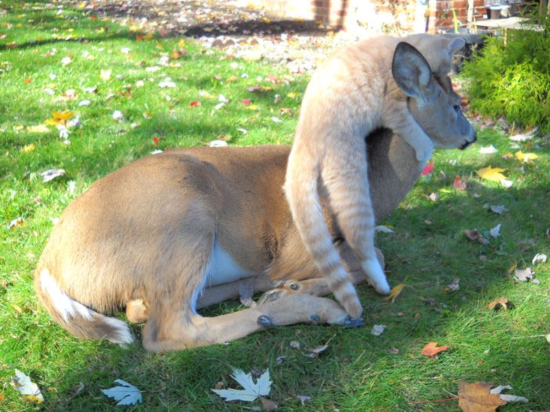 Oh, Deer!